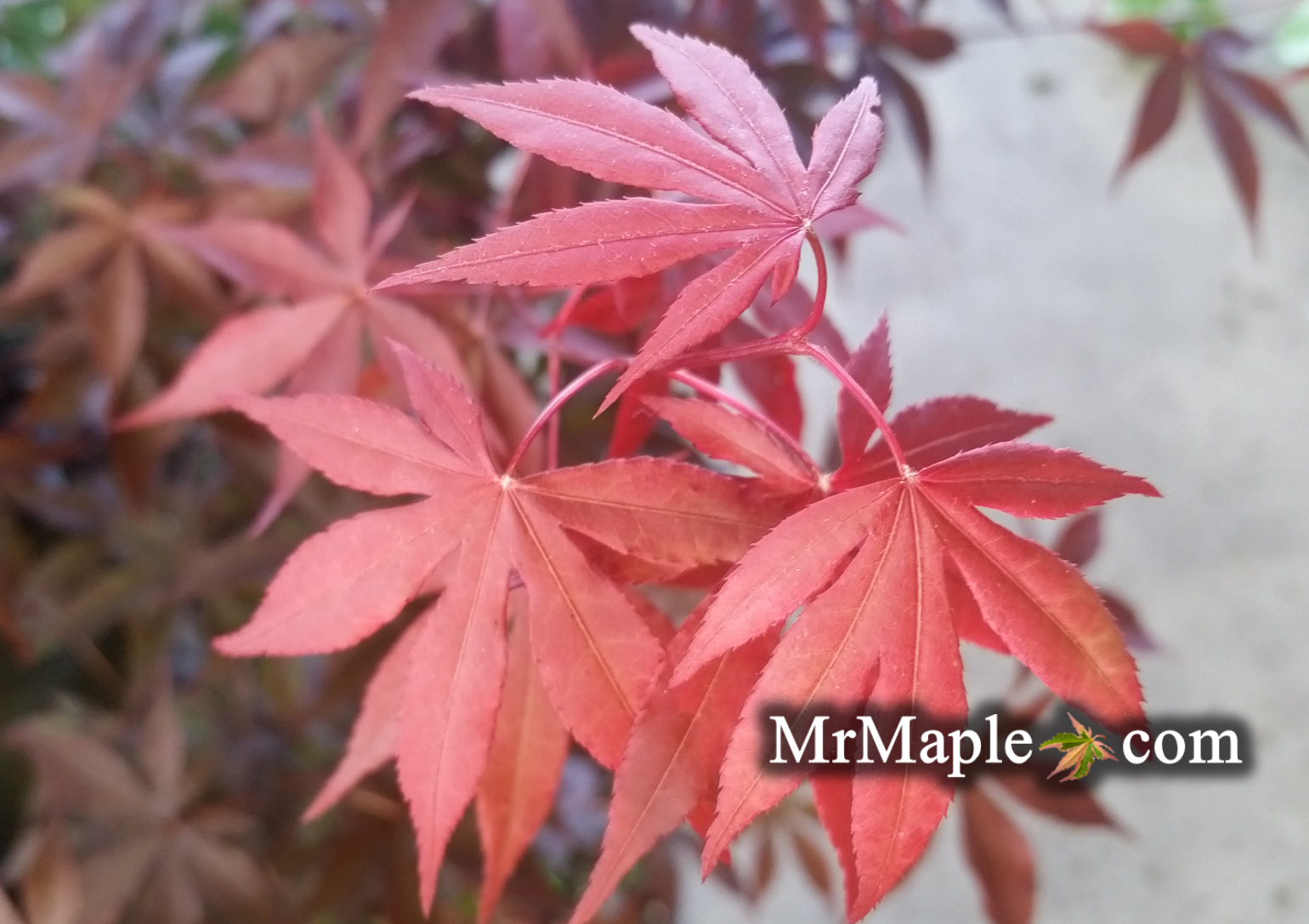 Buy Emperor 1 Japanese Maple Trees